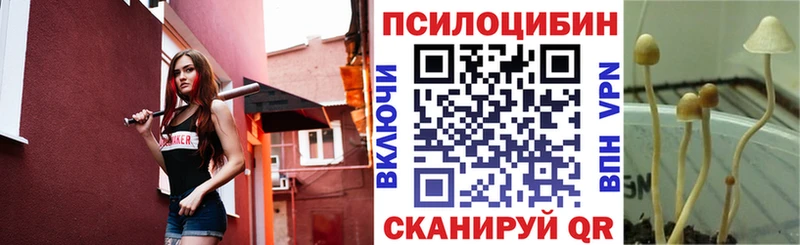 mega tor  Малоархангельск  Псилоцибиновые грибы Psilocybe 